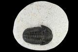 Gerastos Trilobite Fossil - Morocco #117790-1